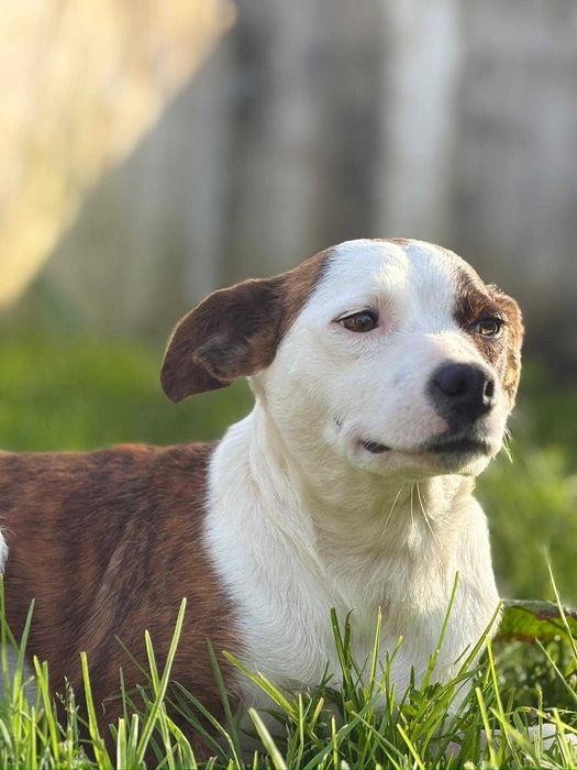 Cadela para adoçao (Ines)