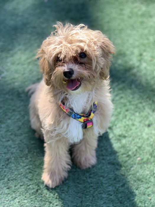 Передержка круглосуточно от 75 грн коти,собаки,гризуни