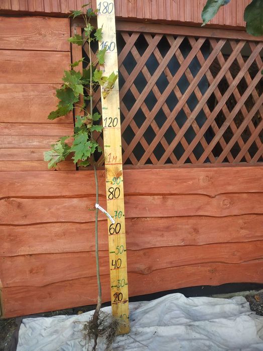 Саджанці Модрини, Ліственіца.