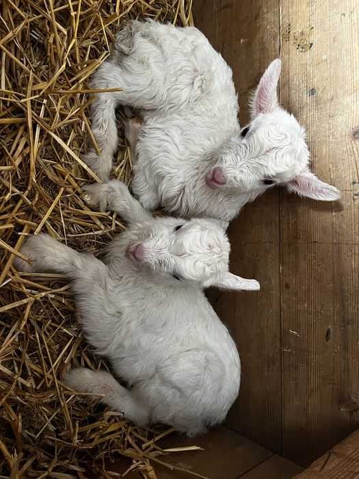 Продаємо козеняток в добрі руки