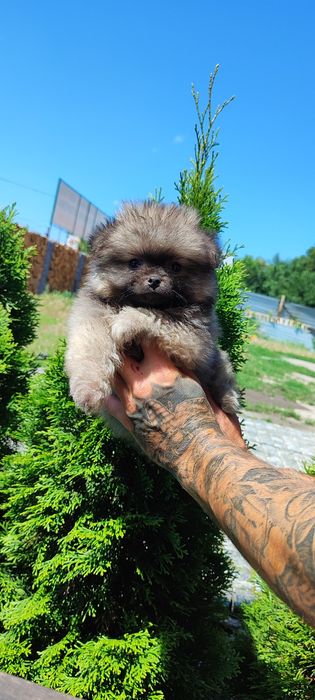 Дівчинка ! Хлопчик ! Недорого