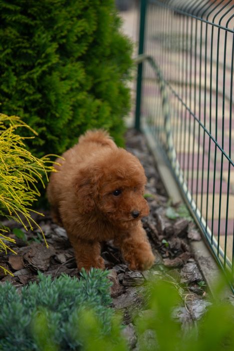 Цуценята той і карликовий пудель