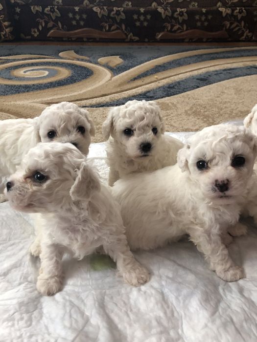 Бішон фрізе ,Бишон -фризе ,цуценята,щенки