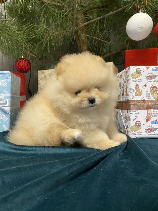 Шикарний малючок