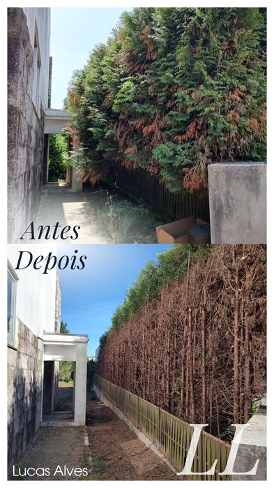 Manutenção de jardins 
• Podas de árvores 
• Limpeza de Terrenos 
• Construção de jardins e Relvados