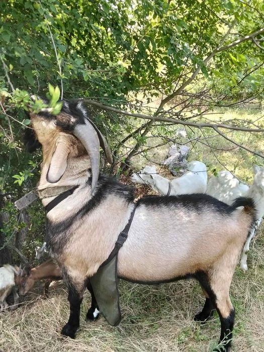 Продам козла (цапа)