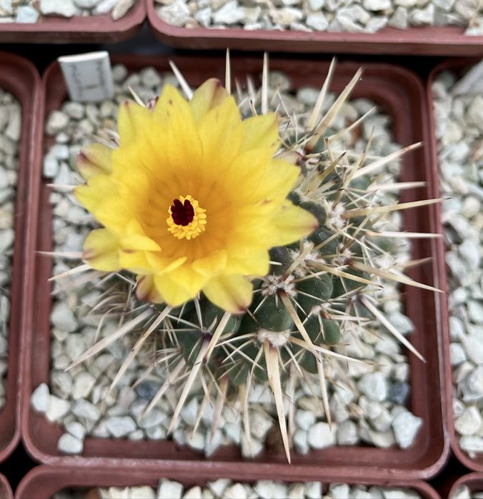 Ґрунт грунт суміш земля для кактусів сукулентів: кокос перліт цеоліт