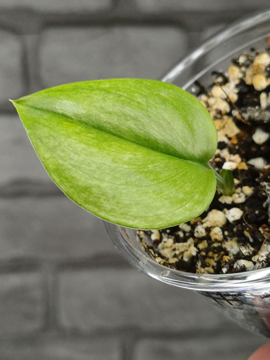 Scindapsus Moonlight Mint #1