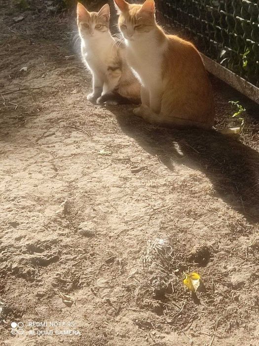 Гарнi котики термiново шукають своїх нових господарiв