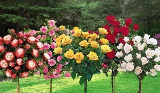 Троянди на штамбі (ЗКС)/Саженцы роз на штамбе