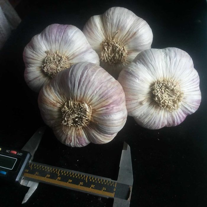 Fermentowany Czarny Czosnek