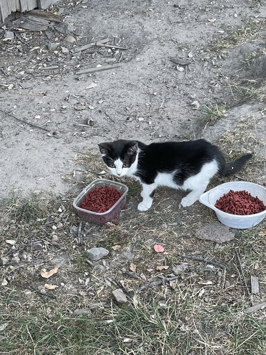 Котики в добрі руки