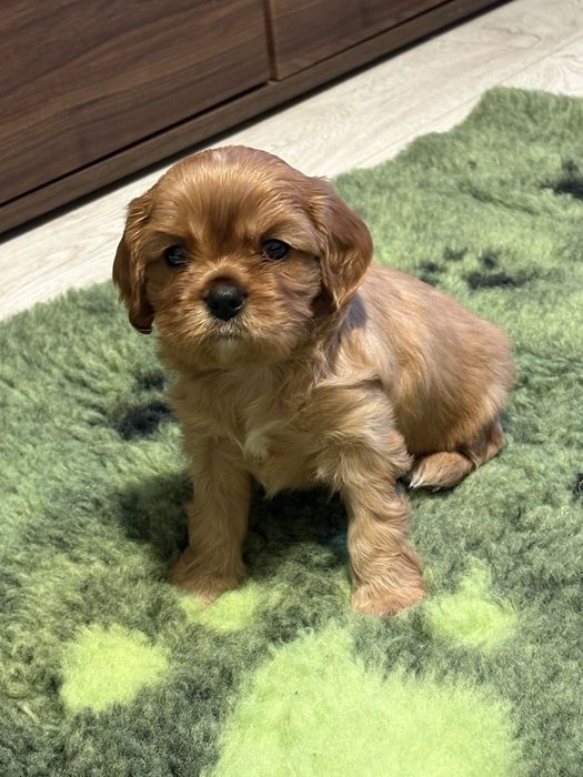 Cavalier King Charles Spaniel ZKwP -piesek