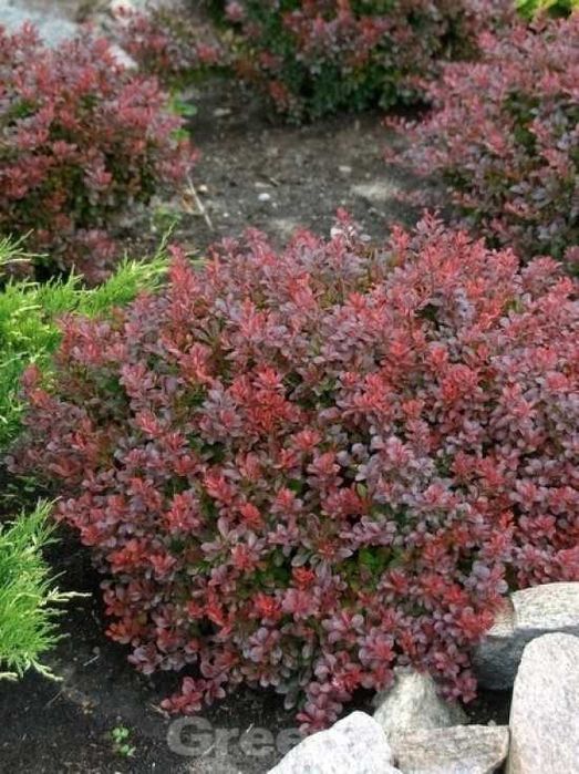 Berberys Thunberga Bagatelle - karłowy, bordowy