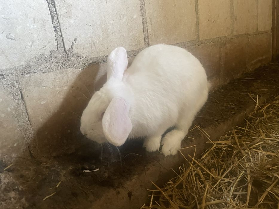 Kroliki baran francuzki