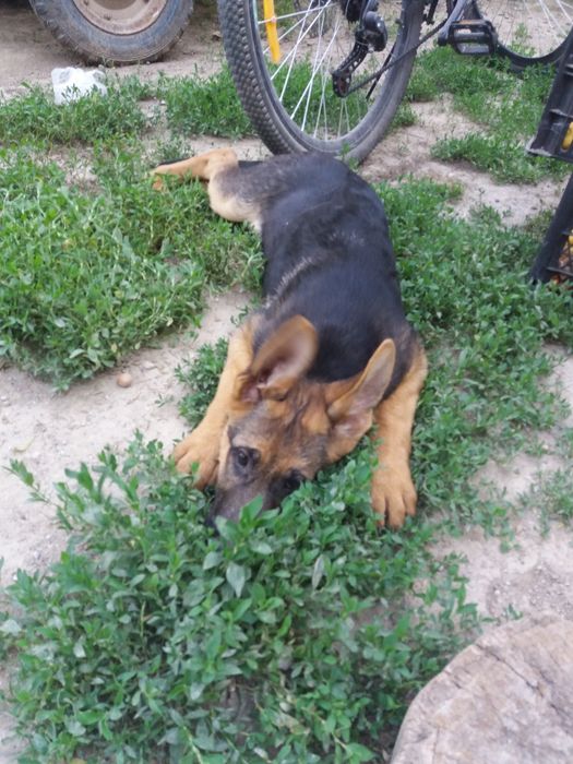 Чудові цуценята німецької віівчарки . Вакциновані.