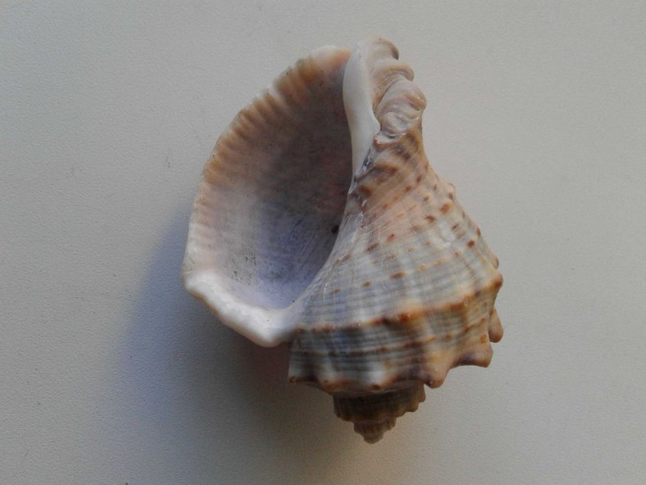 Ракушка черноморского рапана