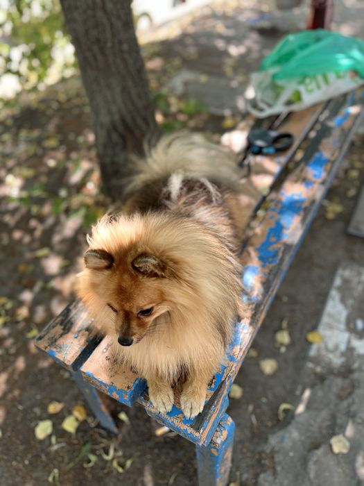 Річі шукає подругу