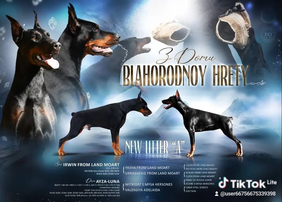 Doberman FCI  samiec