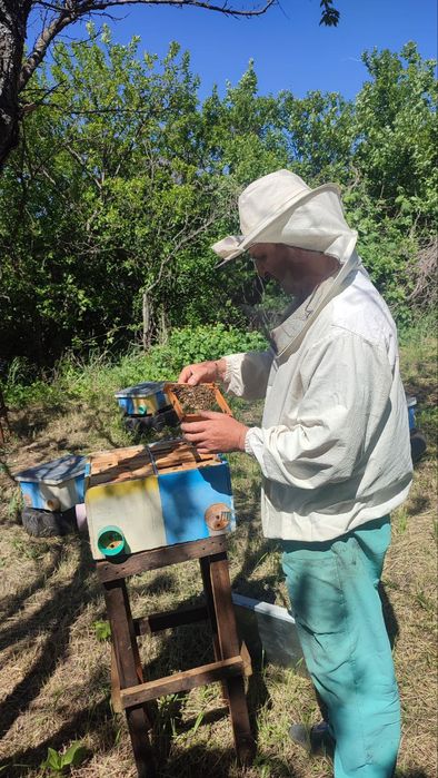 Бджоломатки Карніка!