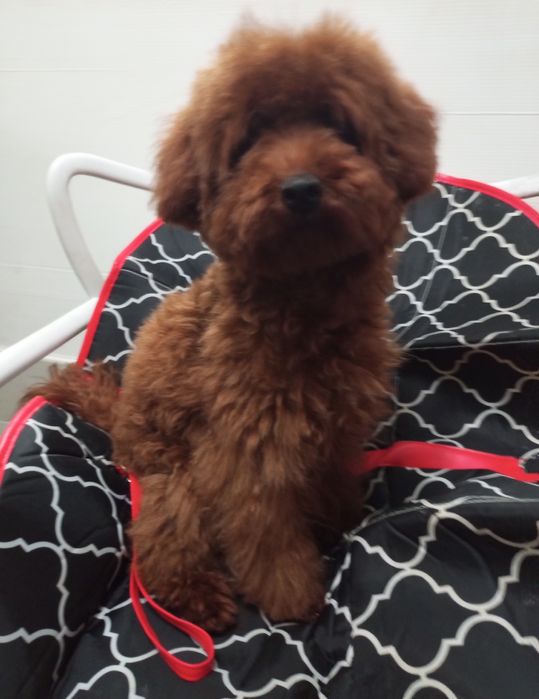 Сміливе дівчисько МальтіпуF2підрощена