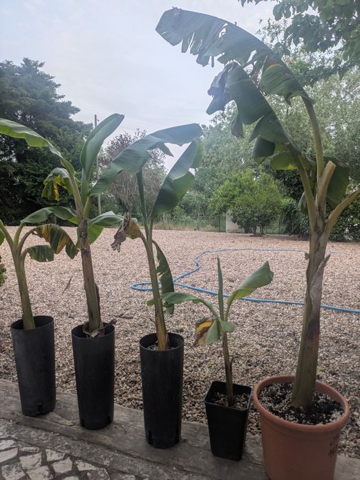 Bananeiras com raiz