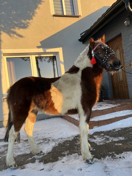 Sprzedam kucyka kucyki łagodne