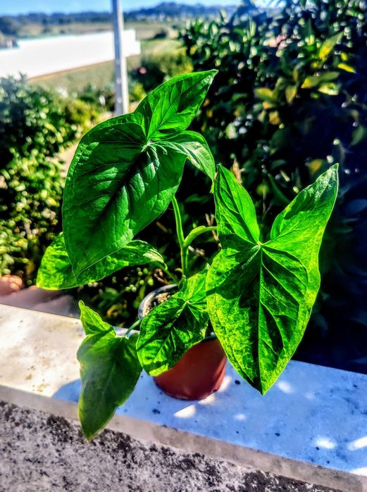 Muda Singônios_ Syngonium Podophyllum / Mottled MOJITO / RED Heart
