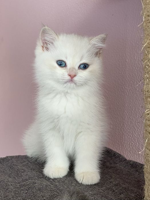 Gato British shorthair branco