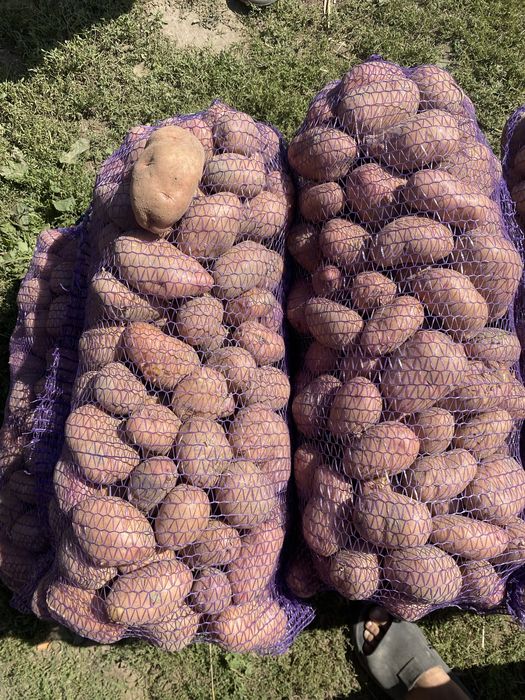 Продам картоплю Сокаль Червоноград