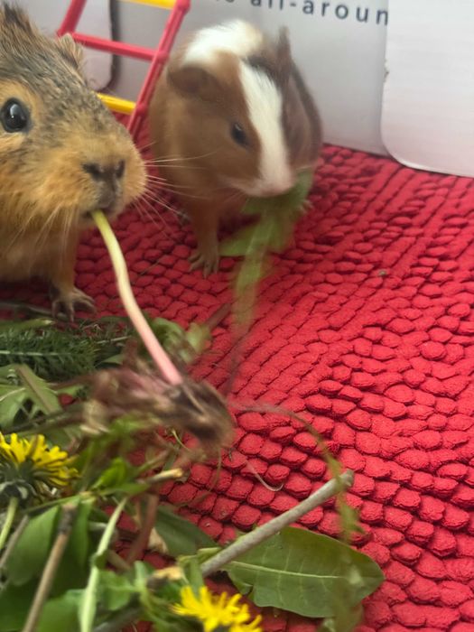 Продам морских свинок(свои)