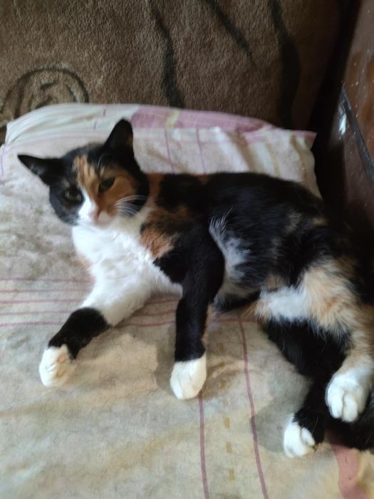 Кішка Муся стерилізована 3 роки в квартиру Відповідальна родина