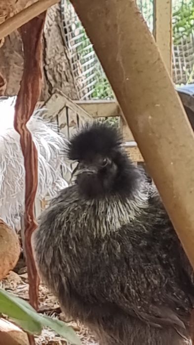 Ovos férteis galinhas Sedosas do Japão