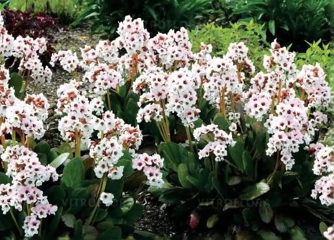 Bergenia Dragonfly