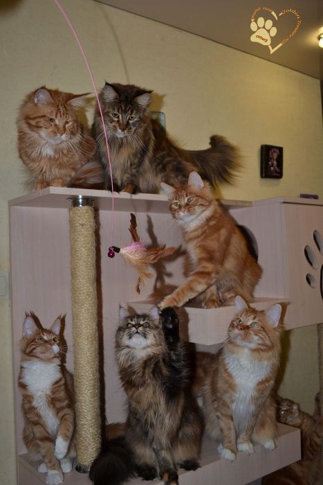 Удочка с перьями и колокольчиками для кошек и котят. Коты в восторге