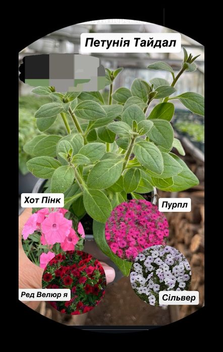 Тайдали,бланкет,віста