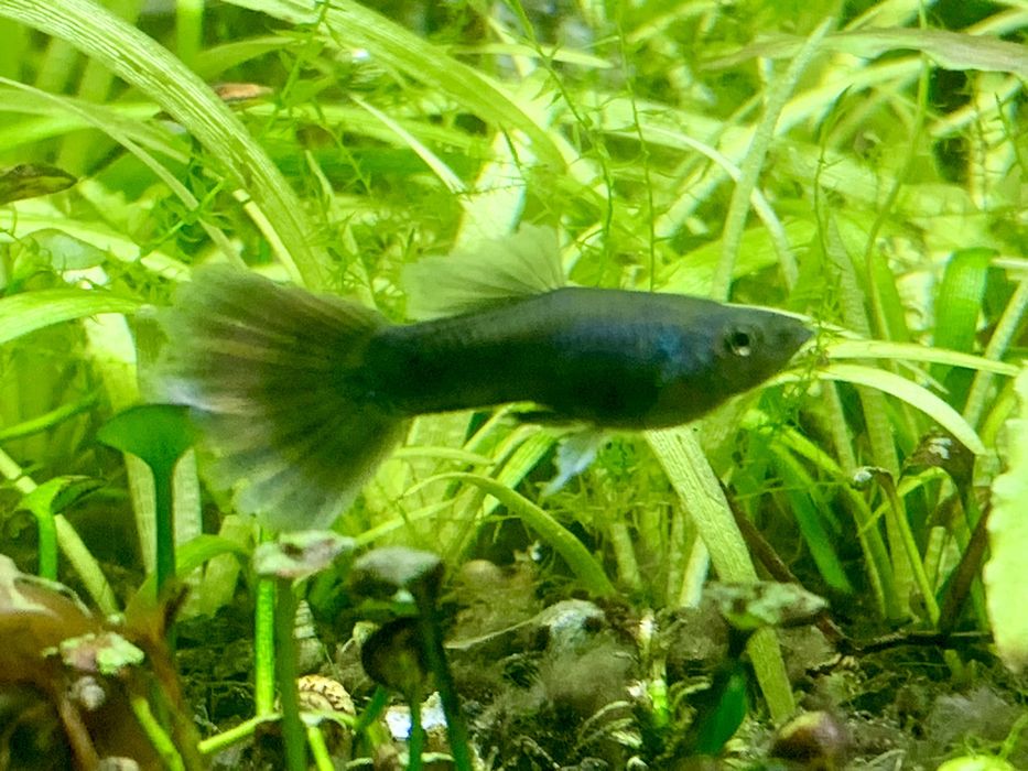 Мальок гупі мікс