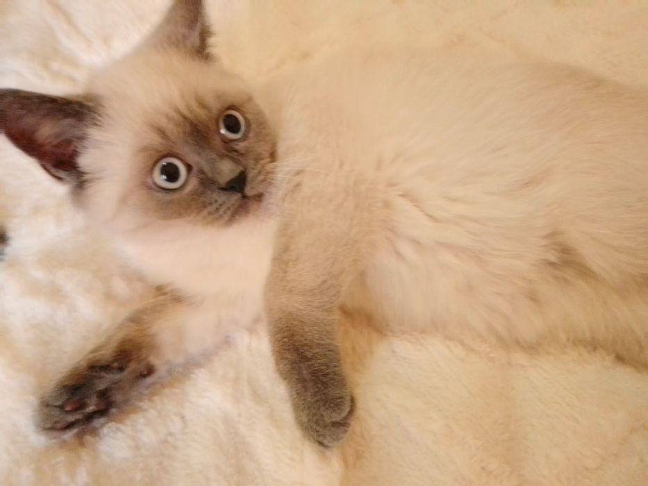 Кошенята Під Ялинку