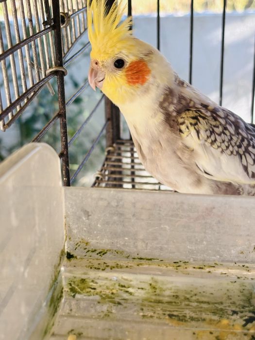 Caturra Macho