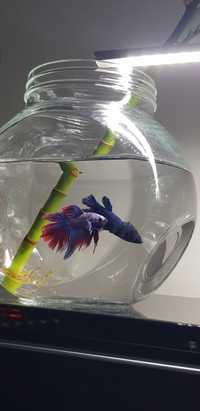 Olx betta hot sale fish