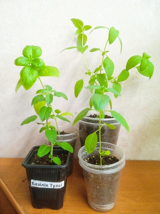 Базілік різних сортів