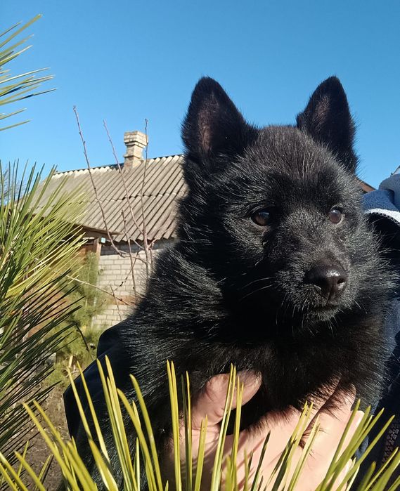 Цуценя породи шипперке.