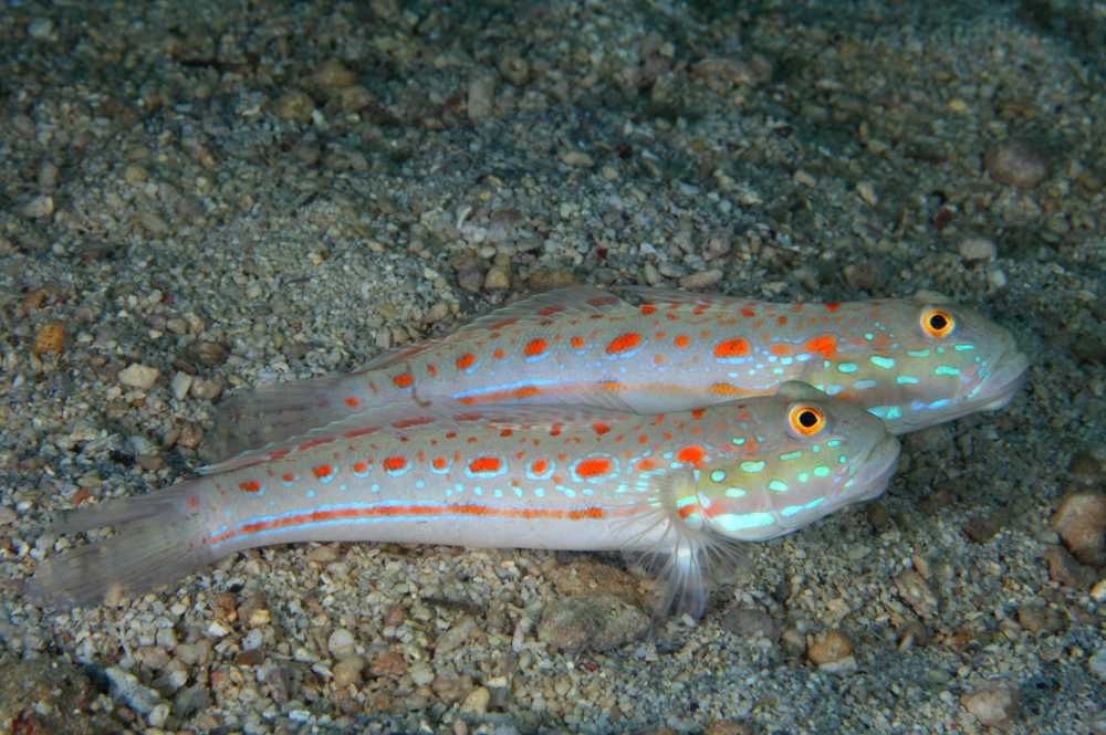 Valenciennea puellaris – dobrana para (S) 5–6 cm | babka piaskowa