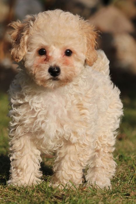 Piękny pudelek toy/miniaturka. Badania rodziców.Kremowy piesek