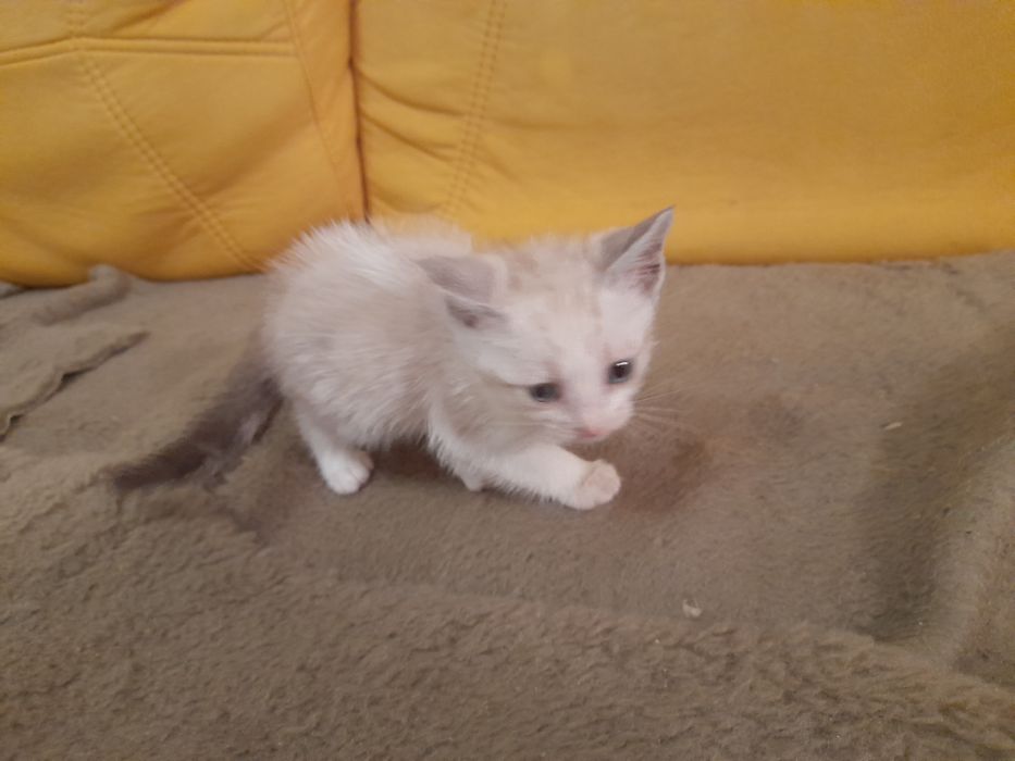 Dou gatinho para adopção