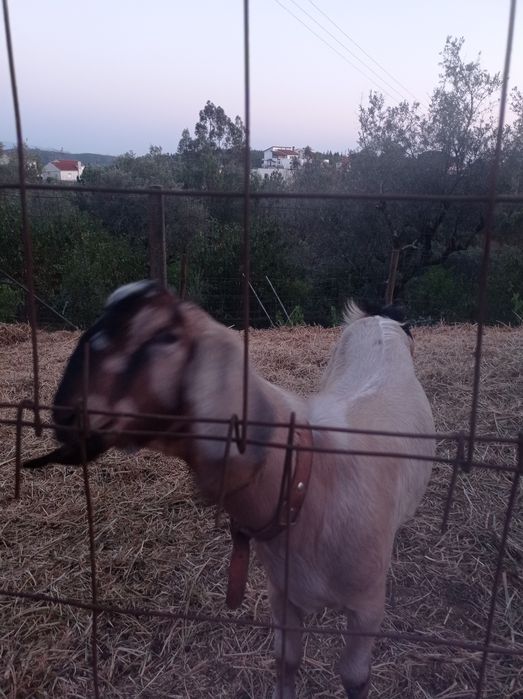 Anglonubiano puro