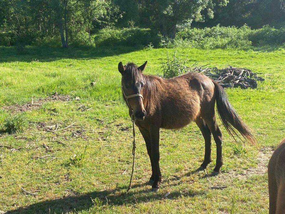 Vendo Garrano macho