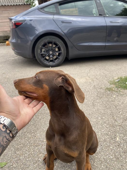 Продам цуценят добермана