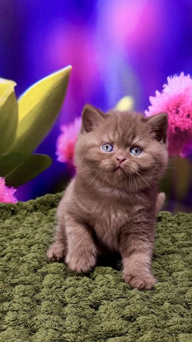 Котик мальчик британський цинамон