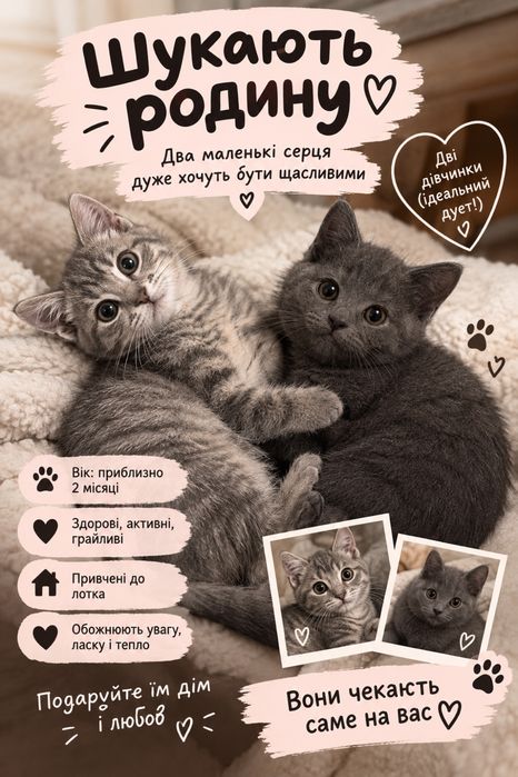 Кошенята…………………шукають родину